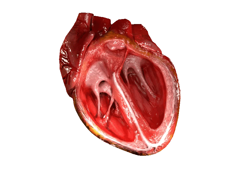 Heart Beat